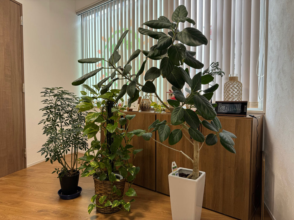 植物